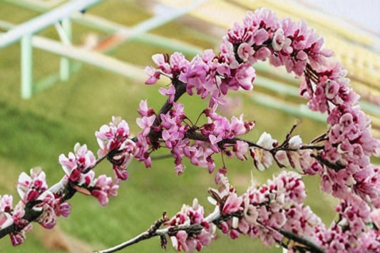 10 Seeds for Planting Cercis gigantea – Giant Redbud Tree, Ornamental Pink Flowering Tree