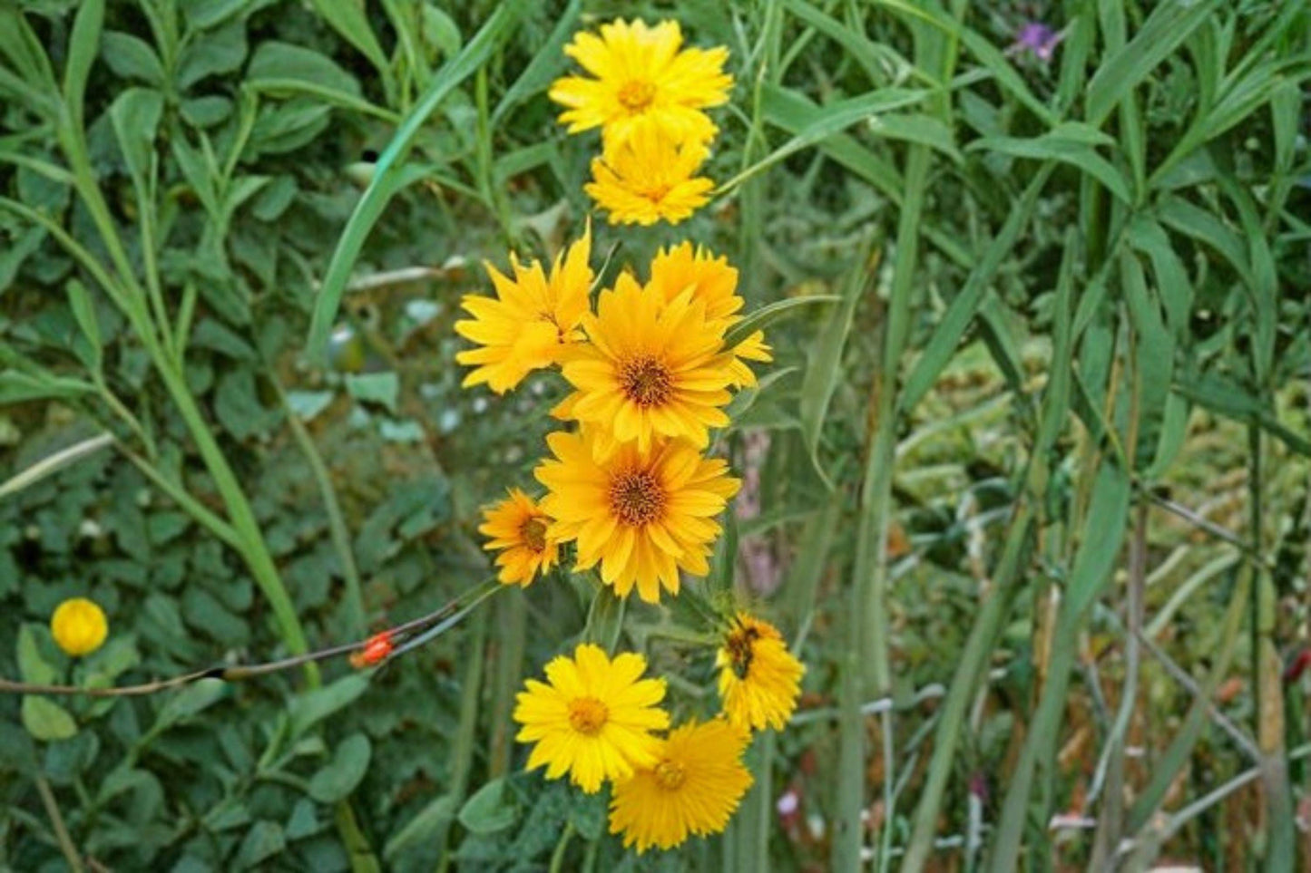 50 Maximilian Sunflower Seeds – Helianthus maximiliani – Native Wildflower – Pollinator Plant – Tall Perennial