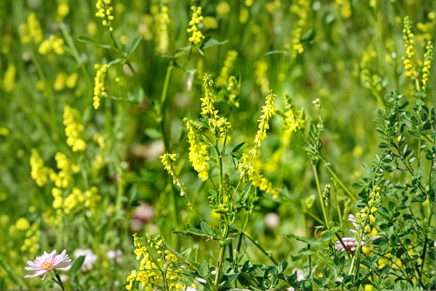 100 Yellow Sweet Clover Seeds – Melilotus officinalis – Cover Crop – Pollinator Plant – Nitrogen Fixer