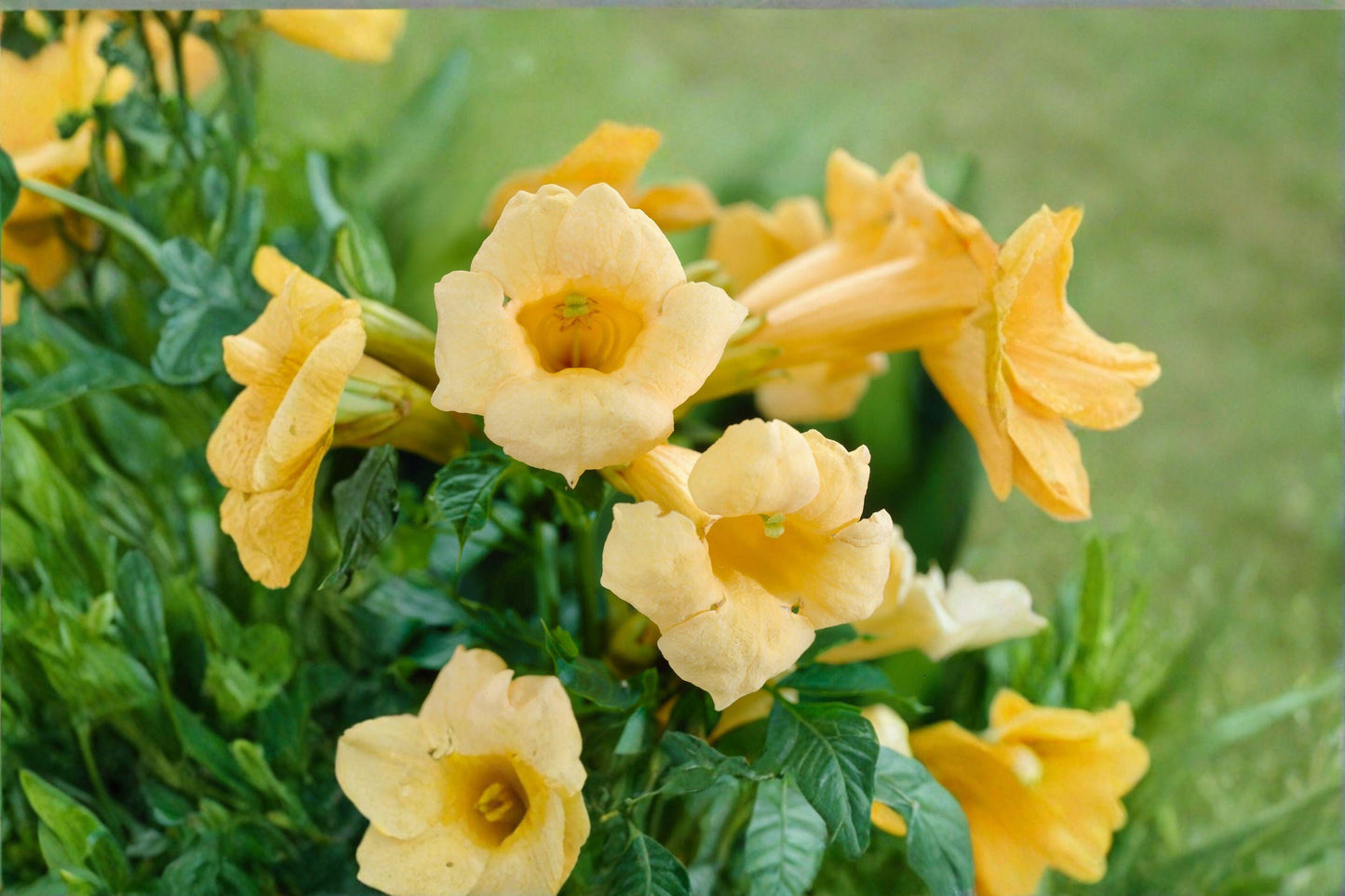 20 Yellow Trumpet Vine Seeds – Campsis radicans Flava – Hummingbird Vine – Climbing Flower
