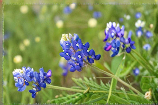 1 g Texas Bluebonnet Seeds – Lupinus texensis Wildflower for Pollinator & Native Gardens