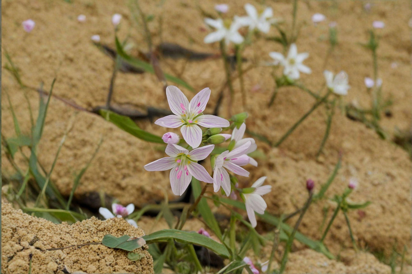 10 Spring Beauty Seeds – Claytonia virginica – Native Woodland Wildflower