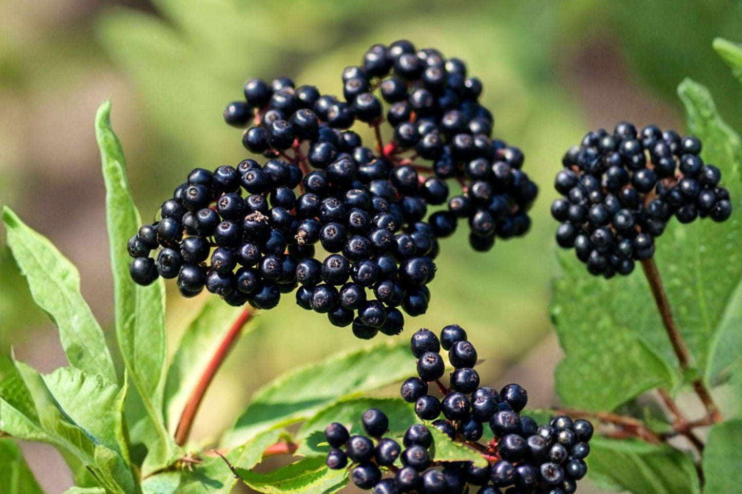100 American Black Elderberry Seeds – Sambucus canadensis, Native Shrub