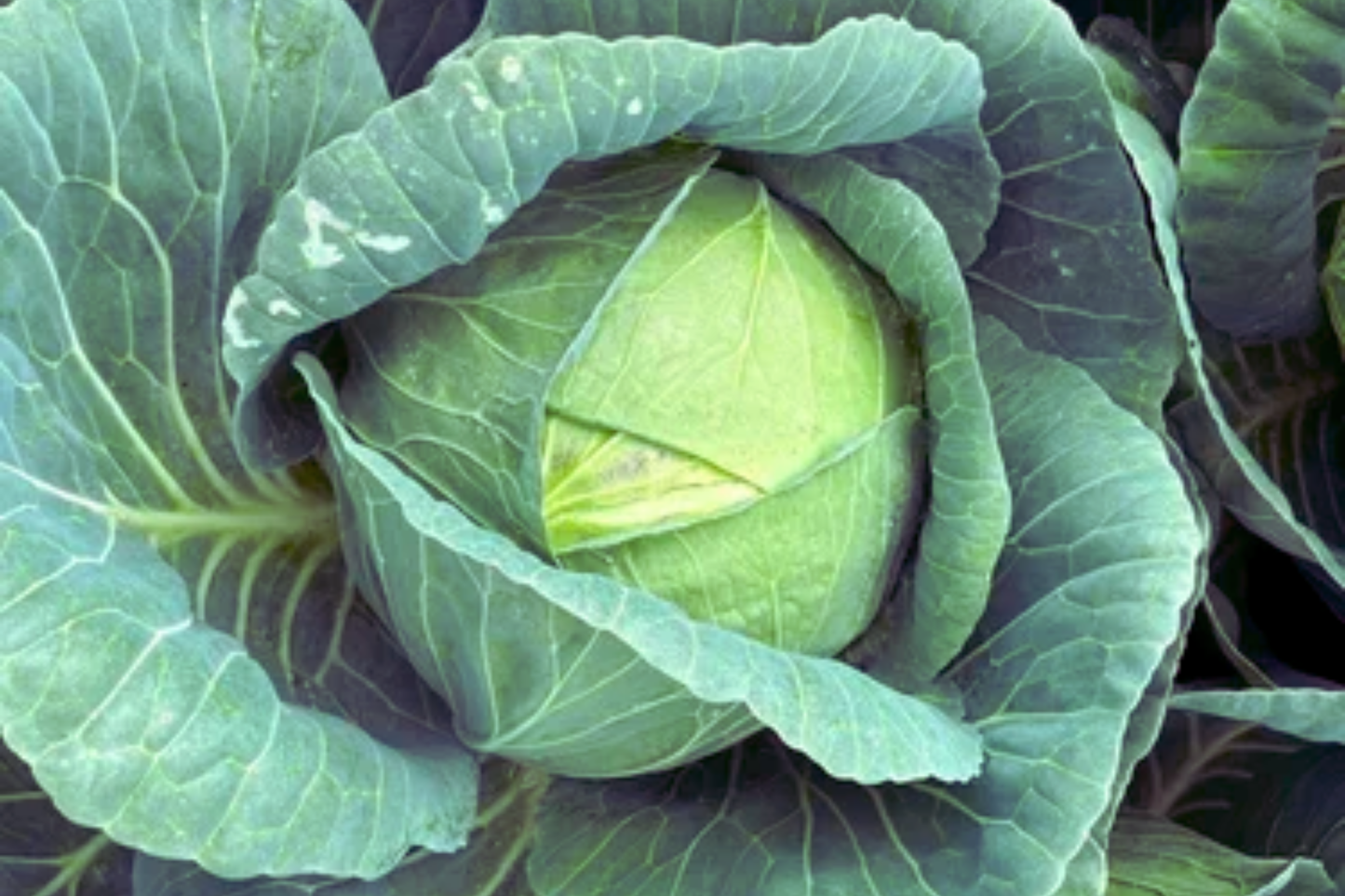 Cabbage Seeds - Hybrid Wakamine Green, Green Cabbage Seeds, Brassica oleracea var. capitata