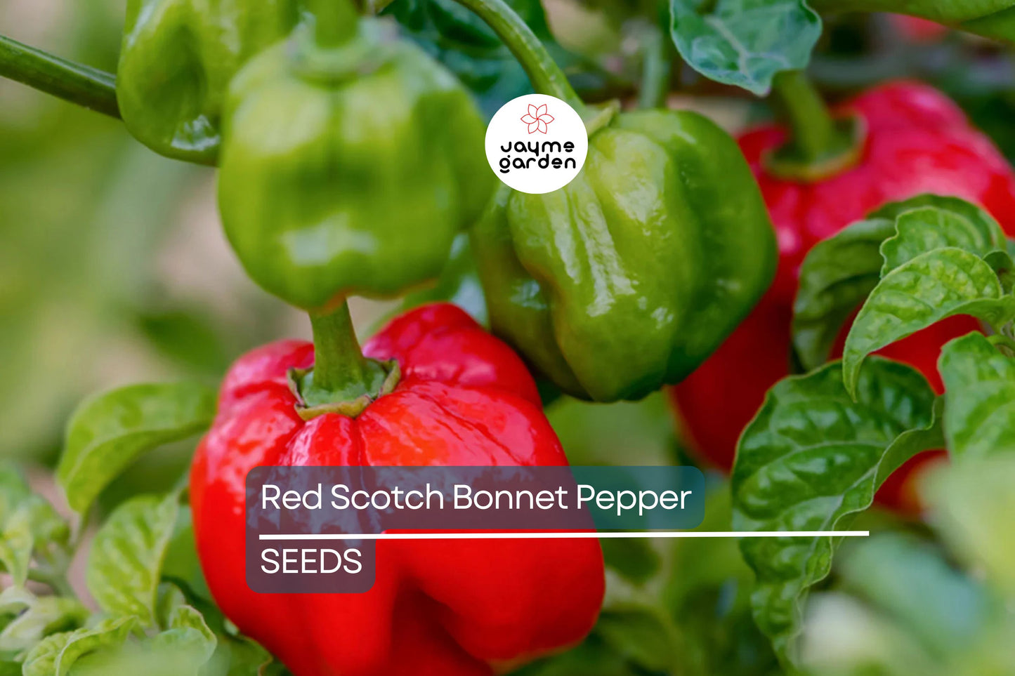 Red Scotch Bonnet Pepper Seeds | Heirloom, Non-GMO | 100,000-350,000 Scoville | 100 Days | USDA Zones 3-9 | Free Shipping