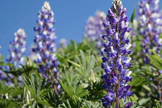 Arroyo Lupine Seeds, Lupinus succulentus, 24-48 Inches Tall, Purple-Blue & White Blooms, Drought Tolerant, USDA Zones 3-9, Non-GMO