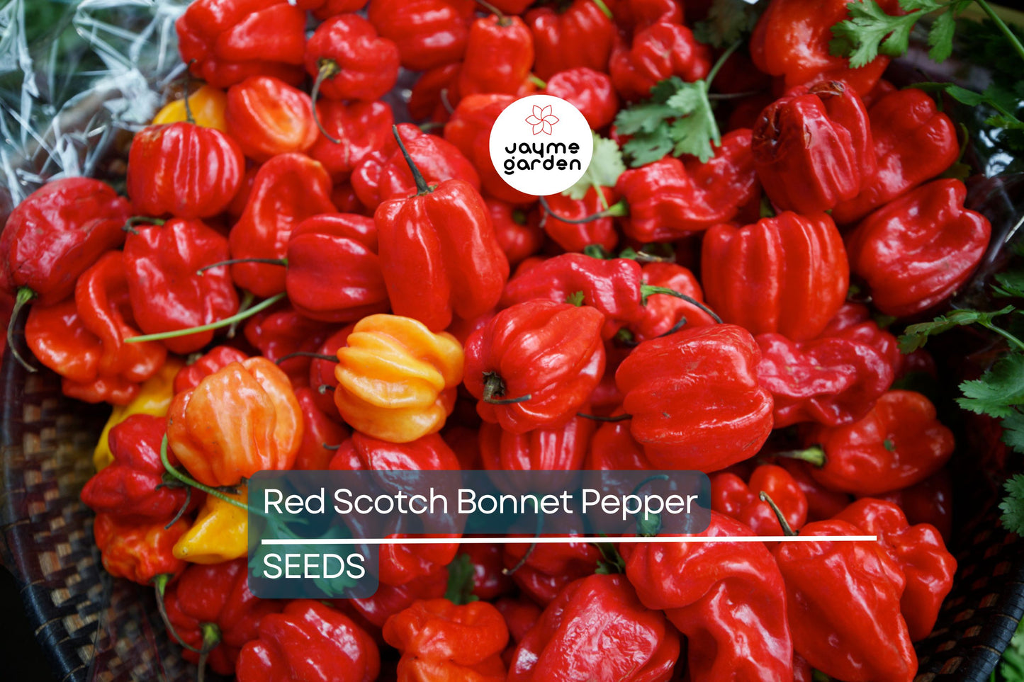 Red Scotch Bonnet Pepper Seeds | Heirloom, Non-GMO | 100,000-350,000 Scoville | 100 Days | USDA Zones 3-9 | Free Shipping