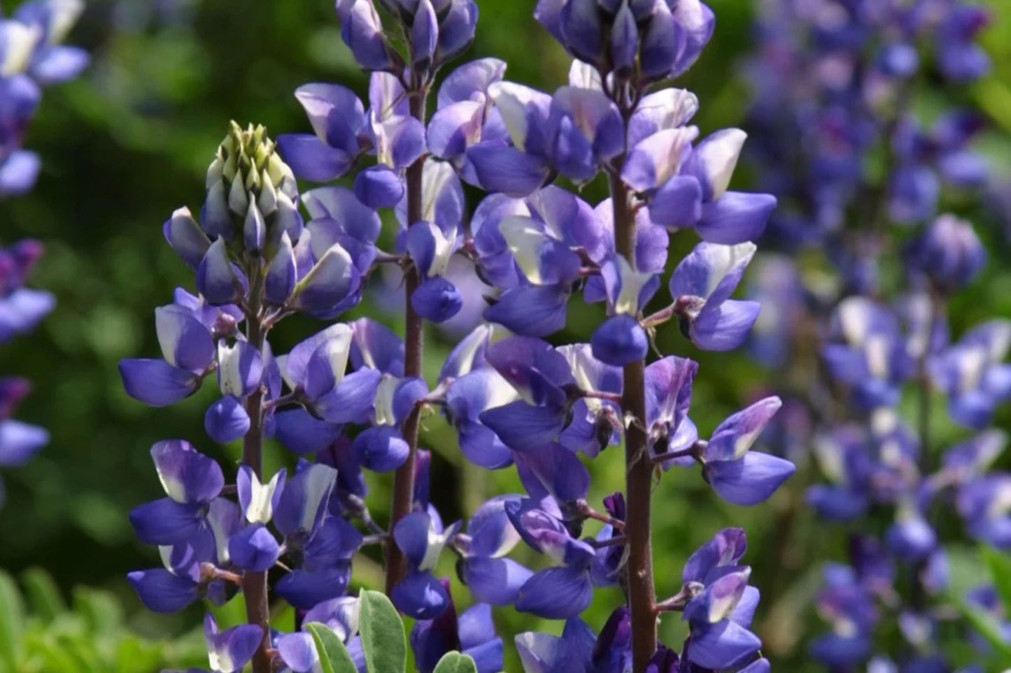 Arroyo Lupine Seeds, Lupinus succulentus, 24-48 Inches Tall, Purple-Blue & White Blooms, Drought Tolerant, USDA Zones 3-9, Non-GMO