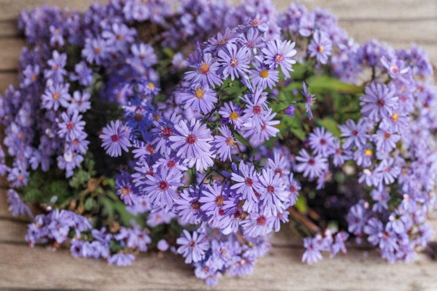 500 Seeds for Planting Heart-leaved Aster – Native Wildflower, Pollinator Friendly, Perennial for Garden & Meadow