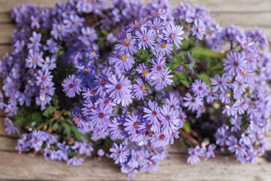 500 Seeds for Planting Heart-leaved Aster – Native Wildflower, Pollinator Friendly, Perennial for Garden & Meadow