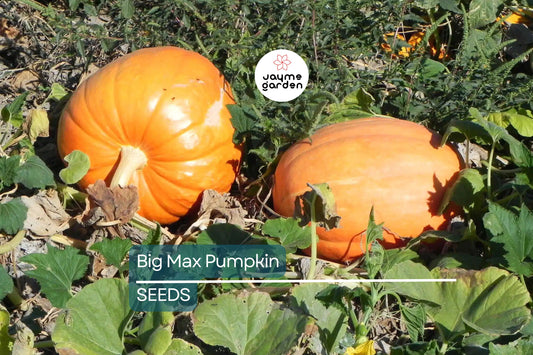 Big Max Pumpkin Seeds | Heirloom, Non-GMO | Up to 100+ lbs | 110 Days | USDA Zones 3-10 | Free Shipping