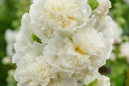 Chaters Double White Hollyhock Seeds, Alcea rosea, 4-6 Feet Tall, Fully Double White Blooms, Attracts Pollinators, USDA Zones 3-8, Non-GMO