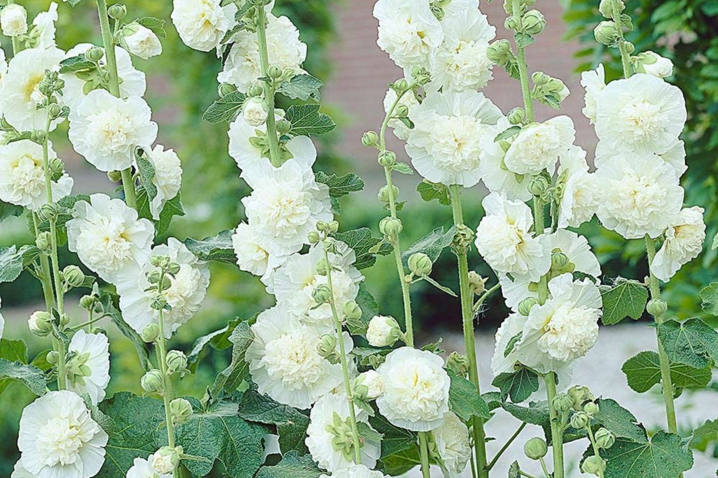 Chaters Double White Hollyhock Seeds, Alcea rosea, 4-6 Feet Tall, Fully Double White Blooms, Attracts Pollinators, USDA Zones 3-8, Non-GMO