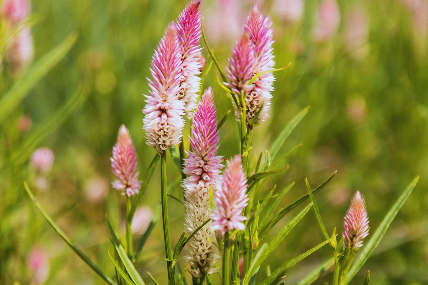 Celosia Seeds - Wheatstraw Flamingo - Spicata Variety - Flower Seeds for Gardens