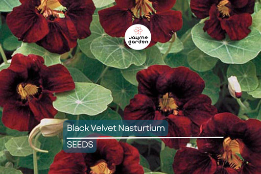 Black Velvet Nasturtium Seeds | Non-GMO | Velvety Red-Black Blooms | Edible Flowers | Free Shipping