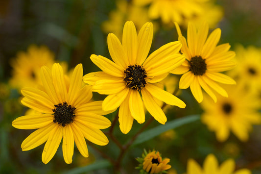 200 Seeds Helianthus Angustifolius | Narrowleaf Swamp Sunflower | Bright Yellow Blooms | Pollinator Native Perennial for Wetlands & Gardens