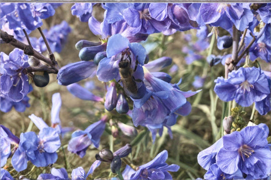 100 mg Penstemon acuminatus Seeds – Native Blue Penstemon Wildflower for Pollinator & Meadow Gardens