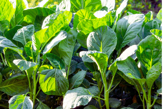 Kai-lan Seeds | Chinese Broccoli | White-flowering Variety | Brassica oleracea var. alboglabra