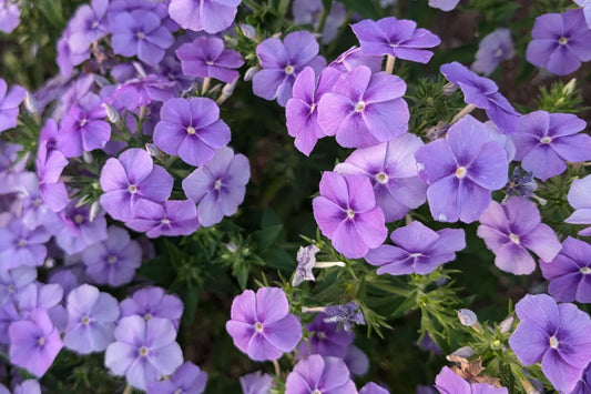 Beauty Blue Phlox Seeds, Phlox drummondii, 8-12 Inches Tall, Violet-Blue Blooms, Fragrant, Attracts Pollinators, USDA Zones 3-9, Non-GMO