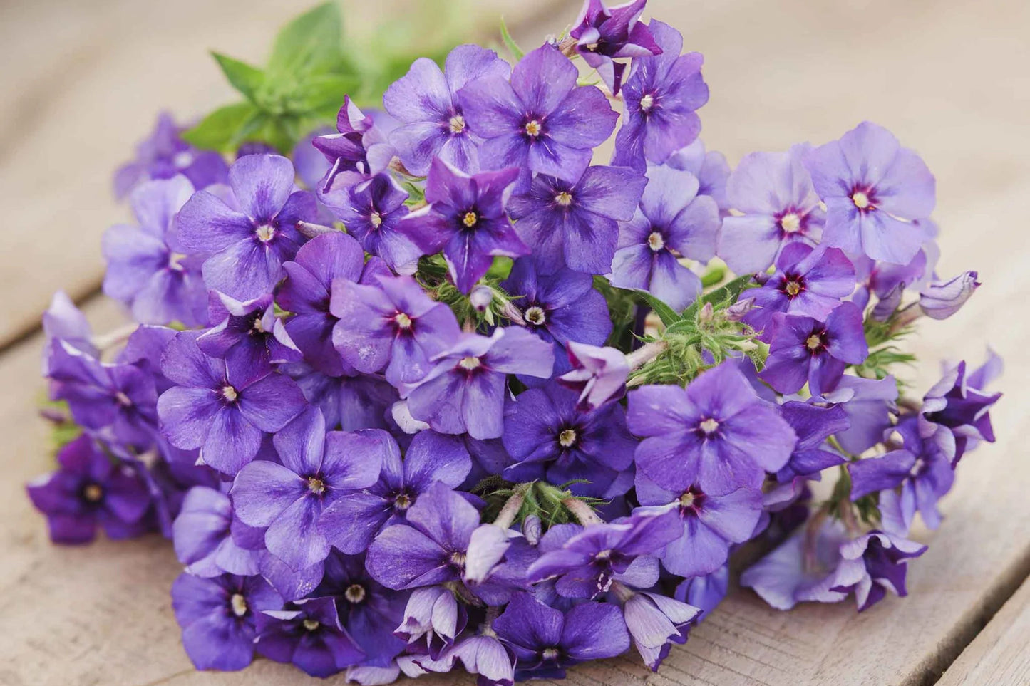 Beauty Blue Phlox Seeds, Phlox drummondii, 8-12 Inches Tall, Violet-Blue Blooms, Fragrant, Attracts Pollinators, USDA Zones 3-9, Non-GMO