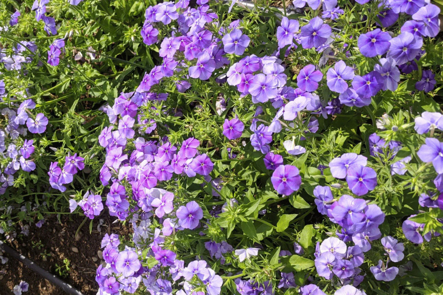 Beauty Blue Phlox Seeds, Phlox drummondii, 8-12 Inches Tall, Violet-Blue Blooms, Fragrant, Attracts Pollinators, USDA Zones 3-9, Non-GMO