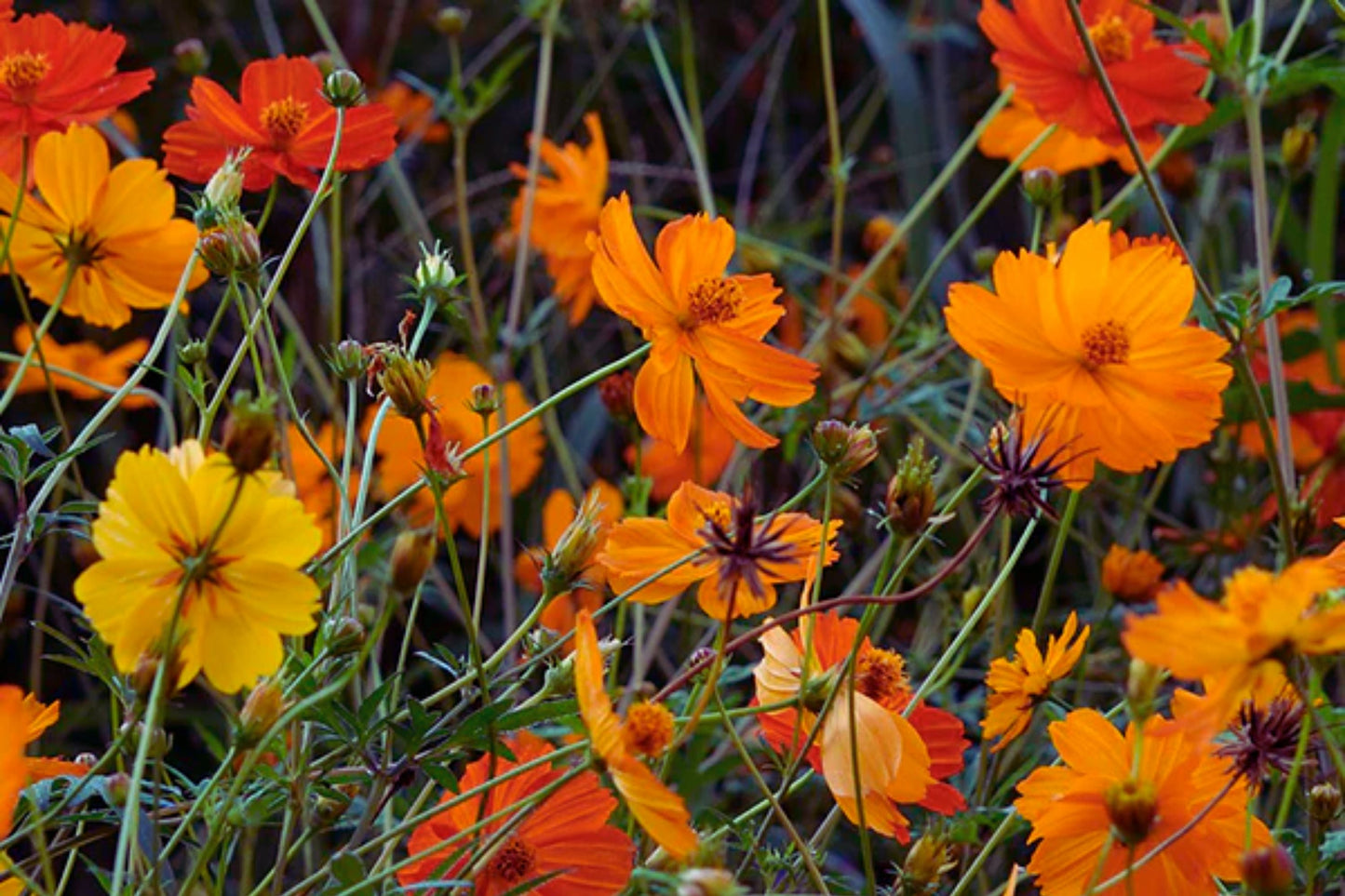 Bright Lights Cosmos Seeds | Non-GMO Annual Flower Seeds | Colorful Garden Blooms | Cosmos bipinnatus