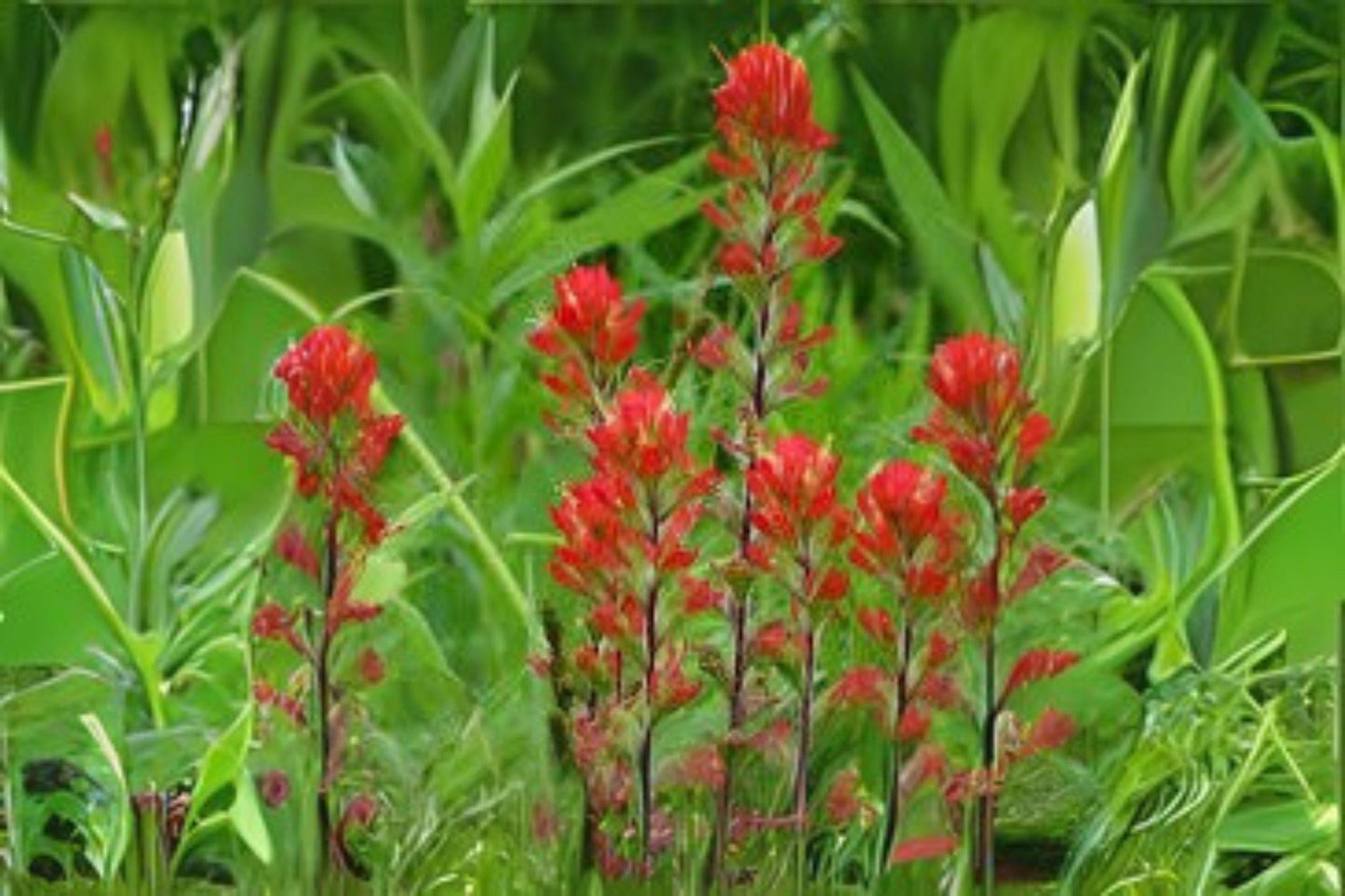 50 Seeds Castilleja angustifolia v. dubia – Northwestern Indian Paintbrush Native Wildflower for Pollinator Gardens