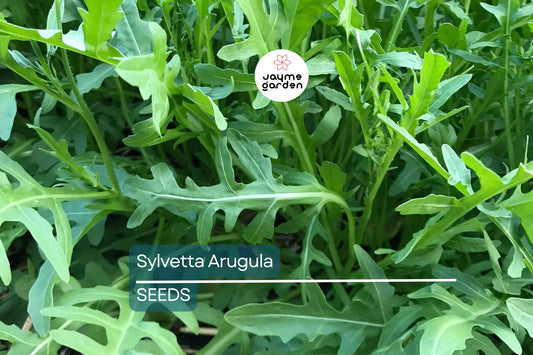 Sylvetta Arugula Seeds | Heirloom Non-GMO | Spicy Peppery Flavor | Heat & Cold Tolerant | USDA Zones 3-9 | Free Shipping