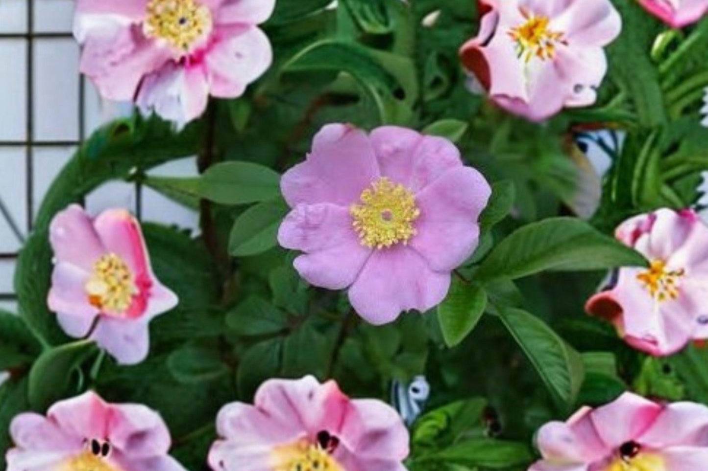 30 Seeds Rosa palustris — Swamp Rose, Native Wetland Shrub for Ponds & Moist Gardens