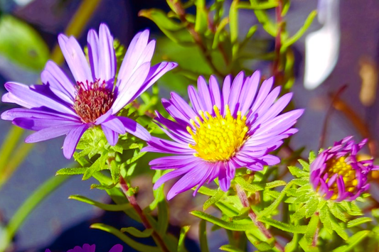 Aromatic Aster Seeds - Fall Aster - Wild Blue Aster - Symphyotrichum oblongifolium - Flower Seeds