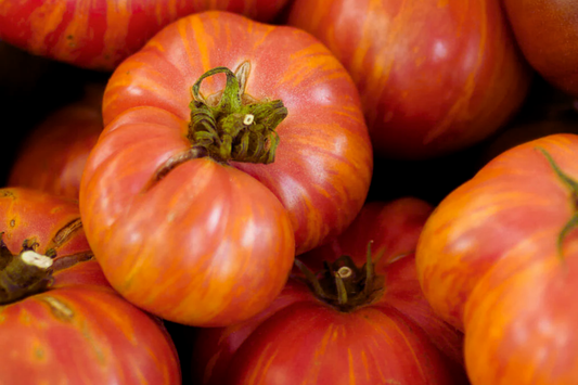 Big Rainbow Tomato Seeds | Non-GMO Rainbow Beefsteak Variety | Heirloom Vegetable Seeds