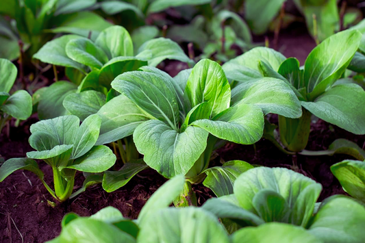 Baby Choi Seeds | Non-GMO Pak Choi, Bok Choy Cabbage | Vegetable Garden Seeds | Brassica rapa var. chinensis