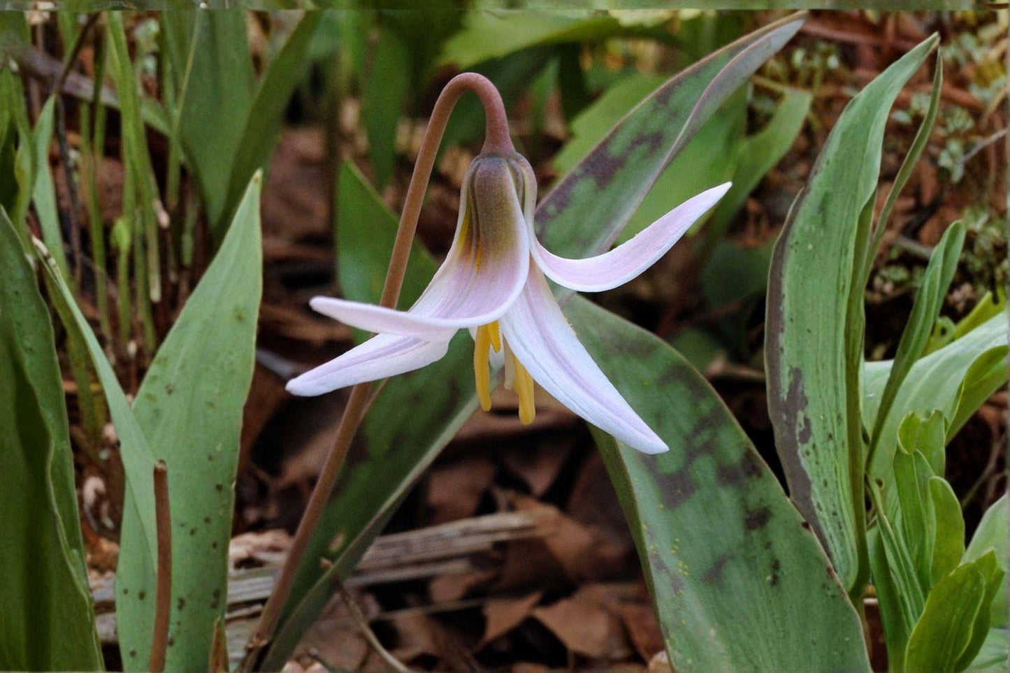 5 White Trout Lily Seeds – Erythronium albidum – Native Woodland Wildflower – Spring Ephemeral