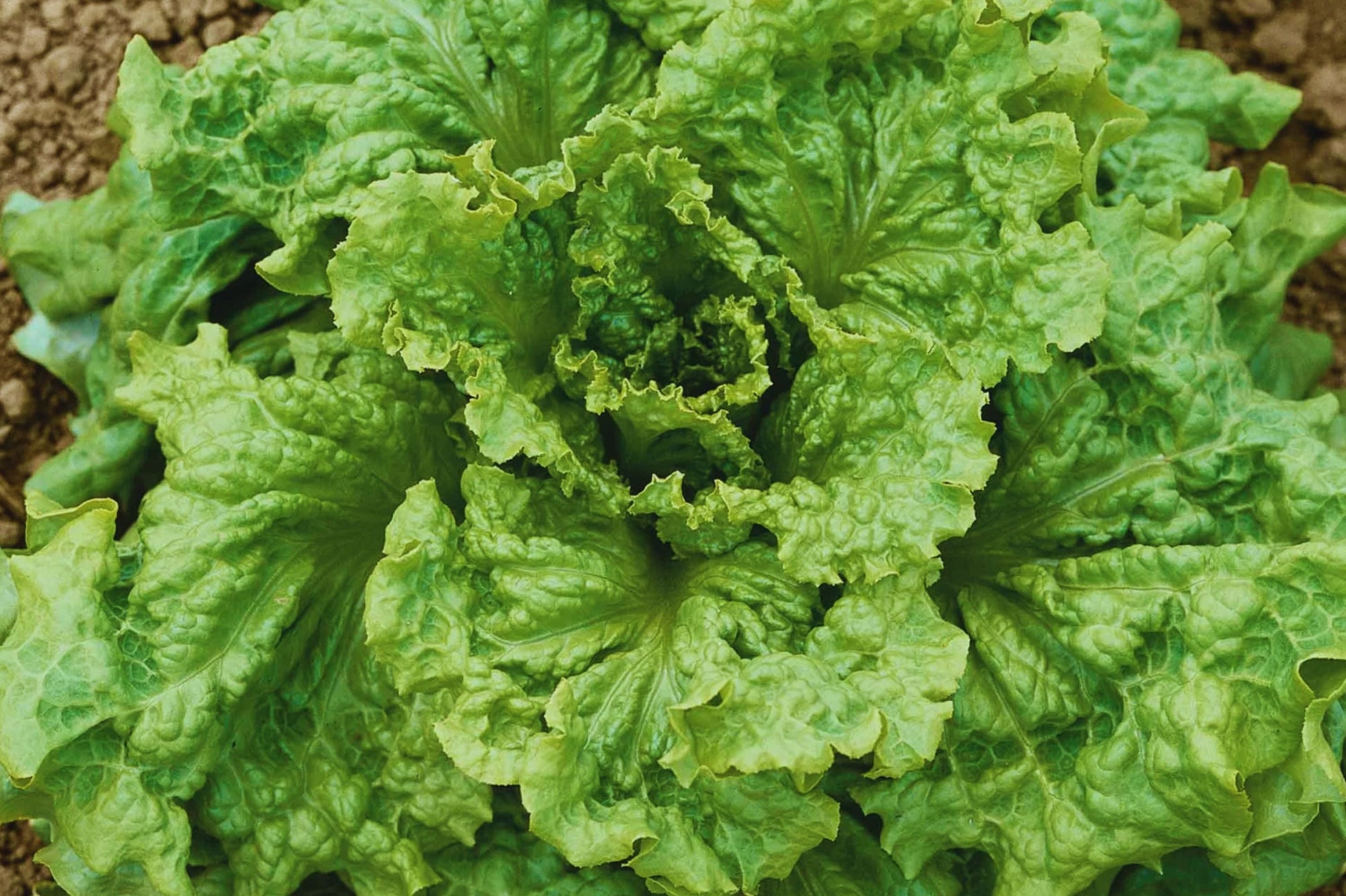 Black Seeded Simpson Lettuce Seeds | Non-GMO | Fresh Leaf Vegetable | Lactuca sativa