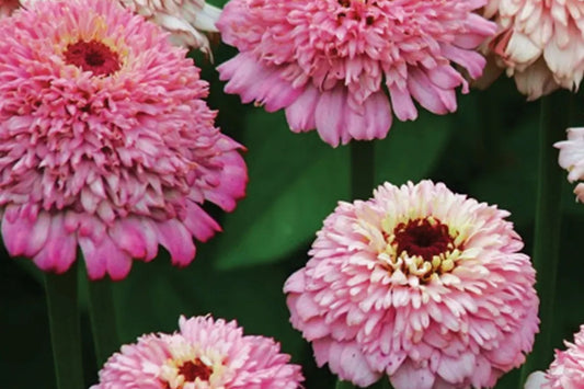 Zinderella Lilac Zinnia Seeds - 100+ Double Bloom Seeds - USA Grown -  - Cut Flower Garden - Butterfly Magnet - Easy Grow