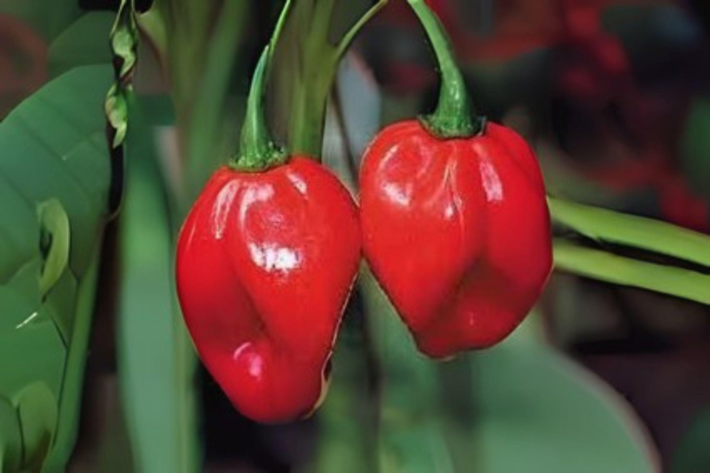 Scotch Bonnet Red Hot Pepper Seeds: Fiery Caribbean Chili
