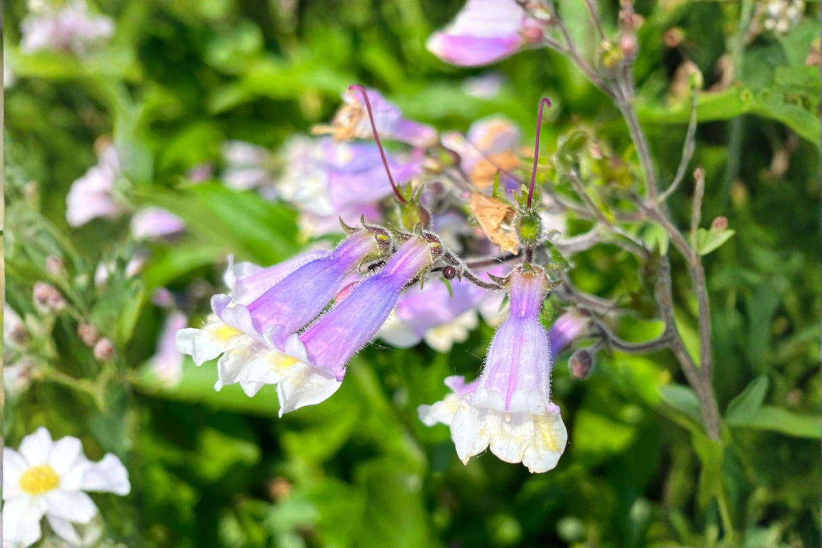 Native Penstemon 100 Hairy Beardtongue Seeds – Penstemon hirsutus – Native Wildflower ...