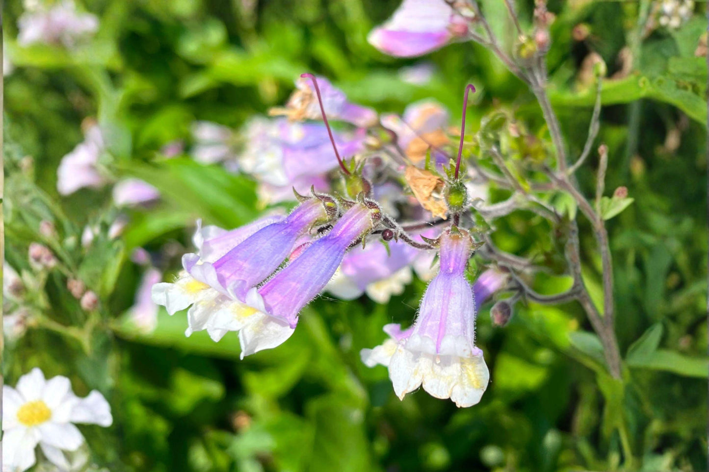 100 Hairy Beardtongue Seeds – Penstemon hirsutus – Native Wildflower – Pollinator Plant