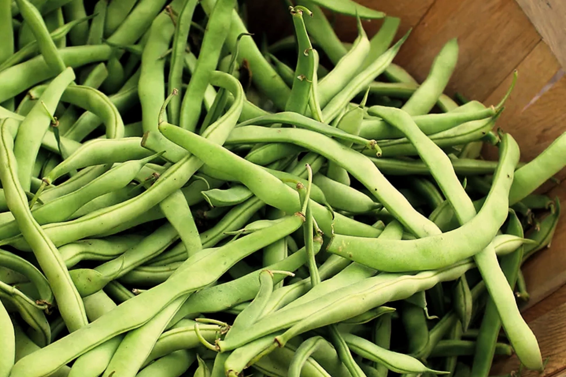 Blue Lake Pole Bean Seeds with Trellis Netting 5x15 ft, Phaseolus vulgaris, Ideal for Gardening and Home Growing