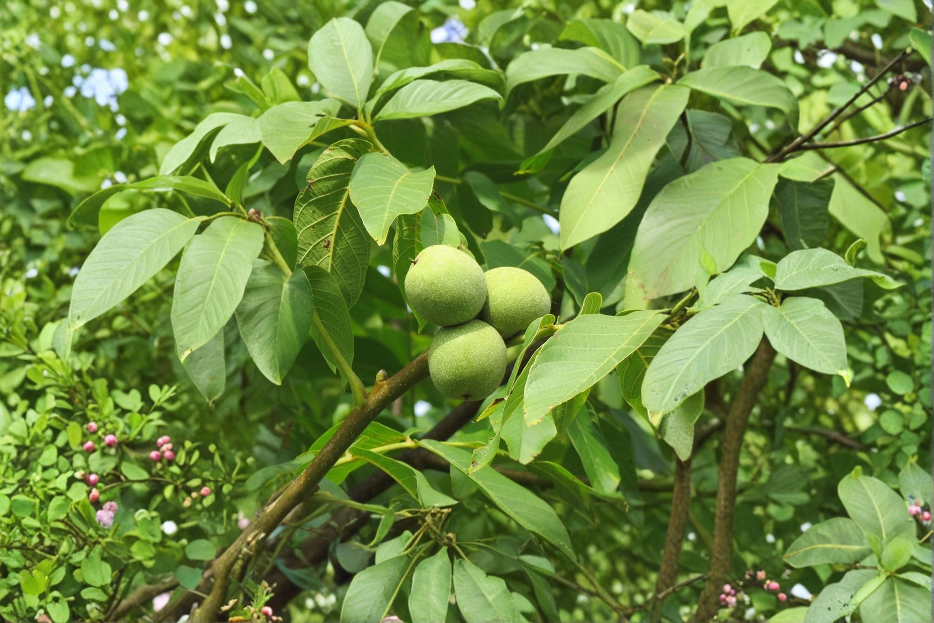 English Walnut Tree – 1 Live Bareroot Tree up to 2ft Tall – Juglans re ...