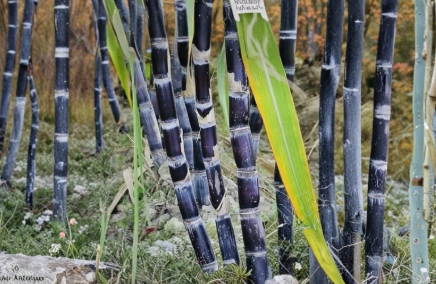 Dark Purple Sugarcane Rooted Cuttings Saccharum officinarum 2 Count
