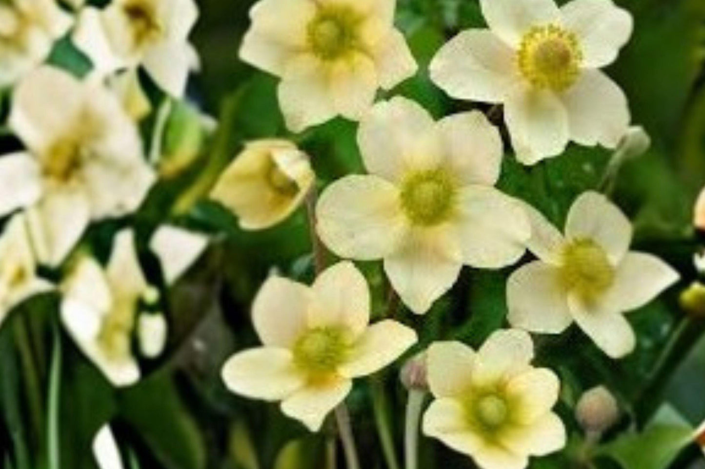 100 Seeds Anemone multifida — Windflower, Colorful Native Perennial for Gardens & Meadows