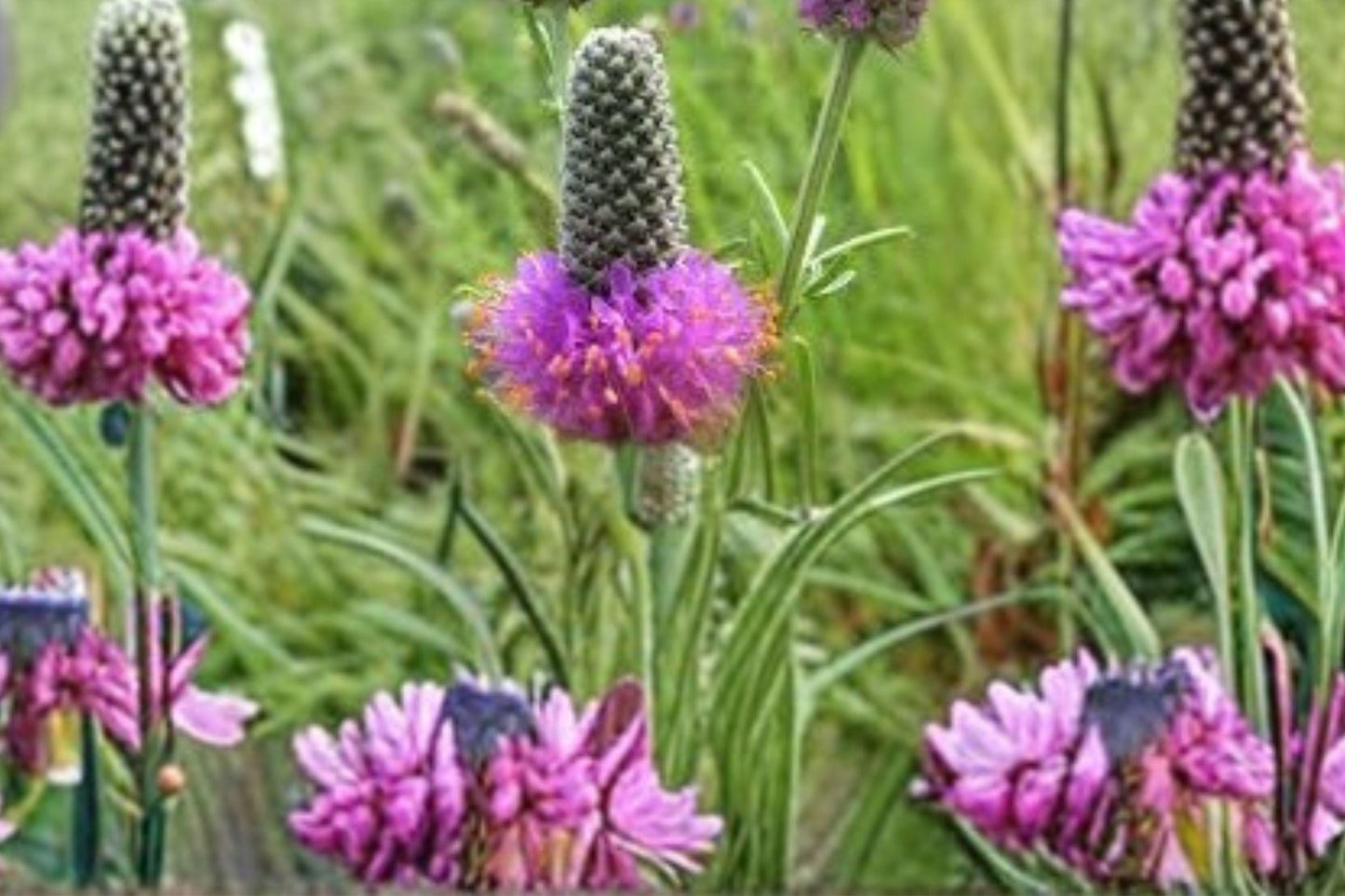 100 Purple Prairie Clover Seeds – Dalea purpurea – Native Legume – Pollinator Plant – Prairie Wildflower