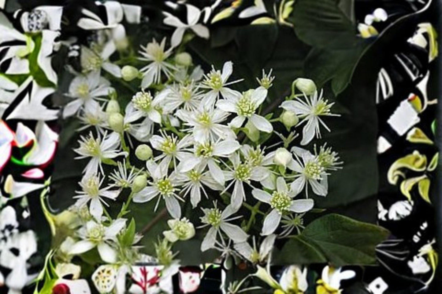 Virgin's Bower Vine Seeds: Fragrant White Clematis (100 mg)