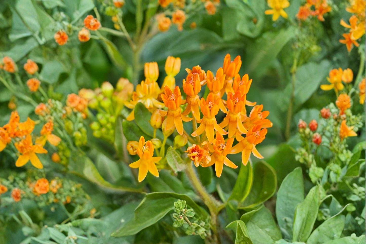 15 Butterfly Weed Seeds – Asclepias tuberosa – Monarch Butterfly Host Plant