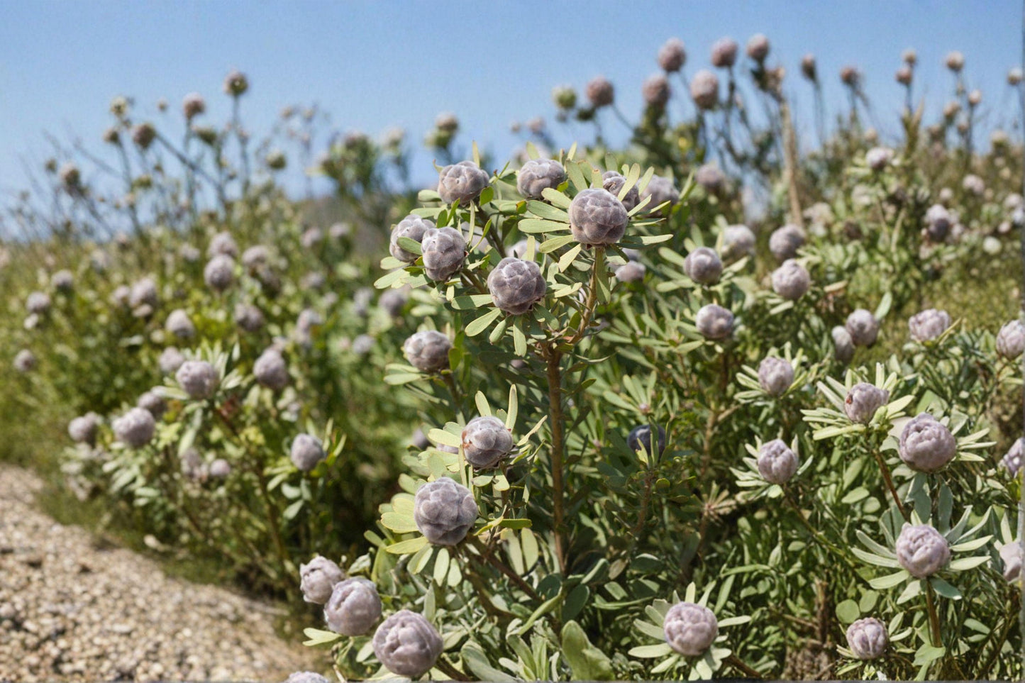 5 Leucadendron pubescens Seeds – Rare South African Shrub – Protea Family – Drought Tolerant – Collector Seeds