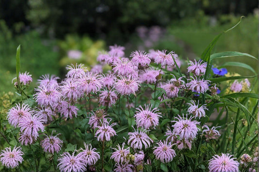 100 Seeds Monarda fistulosa — Wild Bergamot, Aromatic Native Bee Balm for Meadows & Pollinator Gardens