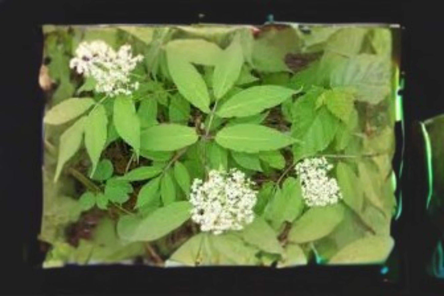 100 American Black Elderberry Seeds – Sambucus canadensis, Native Shrub