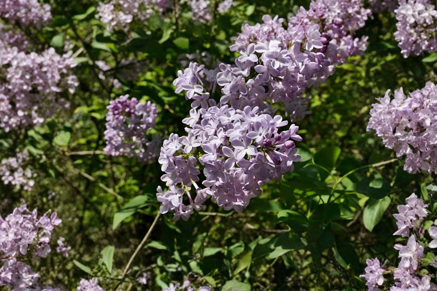 25 Early Lilac Seeds – Syringa oblata – Fragrant Spring Flower Shrub