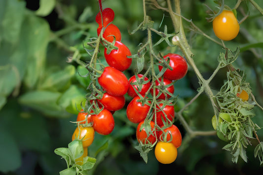 100mg Seeds Tomato Roma | Heirloom Paste Tomato | Garden Vegetable